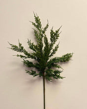 Load image into Gallery viewer, Conifer Stem