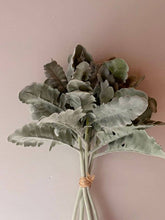 Load image into Gallery viewer, Cineraria Silver Leaf Bunch