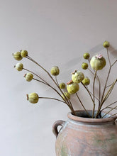Load image into Gallery viewer, Poppy Seed Heads - Green