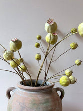 Load image into Gallery viewer, Poppy Seed Heads - Green