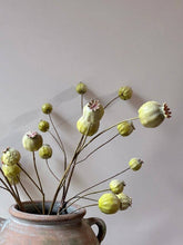 Load image into Gallery viewer, Poppy Seed Heads - Green