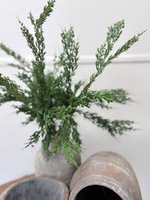 Load image into Gallery viewer, Conifer Stem