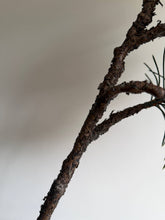 Load image into Gallery viewer, Luxury Pinus Branch