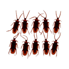 Load image into Gallery viewer, Box of 10 Cockroaches