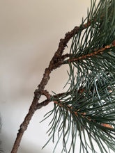 Load image into Gallery viewer, Luxury Pinus Branch