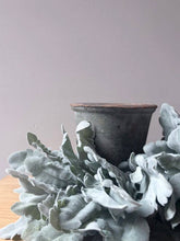 Load image into Gallery viewer, Cineraria Silver Leaf Bunch