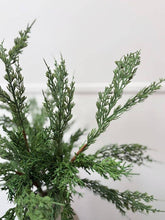 Load image into Gallery viewer, Conifer Stem