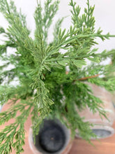 Load image into Gallery viewer, Conifer Stem