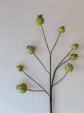 Load image into Gallery viewer, Poppy Seed Heads - Green