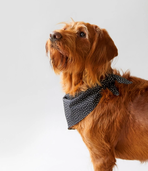 Browns dog bandana best sale