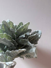 Load image into Gallery viewer, Cineraria Silver Leaf Bunch