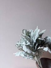 Load image into Gallery viewer, Cineraria Silver Leaf Bunch